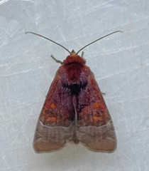 Hampsonodes