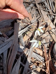 Caladenia gracilis