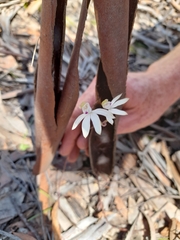 Caladenia gracilis
