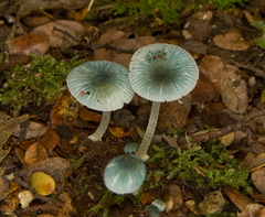 Mycena interrupta