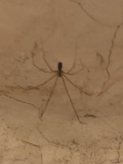Crossopriza