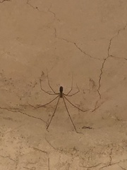 Crossopriza
