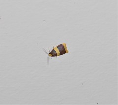Heterallactis phlogozona