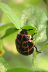 Platyphora congregata