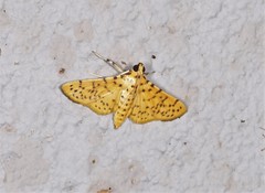 Conogethes punctiferalis