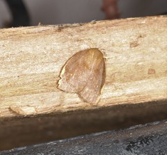 Hemonia micrommata
