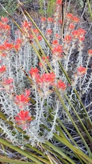Castilleja foliolosa