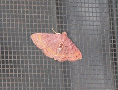 Homodes bracteigutta