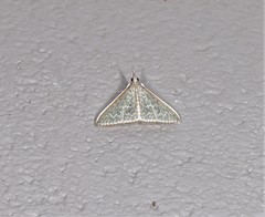 Myrmidonistis hoplora