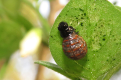 Platyphora congregata