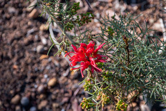 Grevillea wilsonii