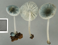 Mycena interrupta