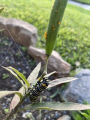 Danaus plexippus