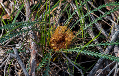 Banksia dallanneyi