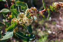 Hakea amplexicaulis