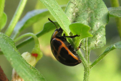 Platyphora congregata