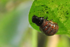 Platyphora congregata