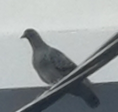 Columba livia domestica