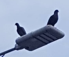 Columba livia domestica