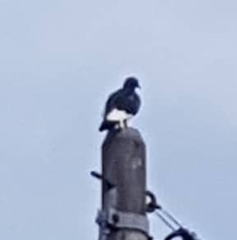 Columba livia domestica