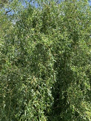 Salix babylonica tortuosa