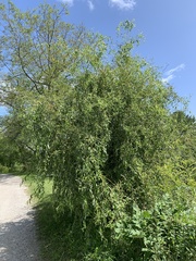 Salix babylonica tortuosa