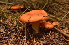 Lactarius olympianus