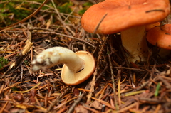 Lactarius olympianus