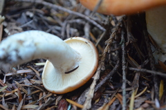Lactarius olympianus