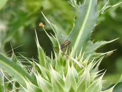 Astylus tucumanensis