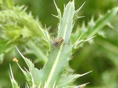 Astylus tucumanensis