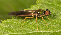 Sargus decorus