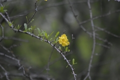 Tabebuia nodosa