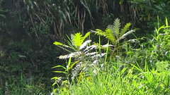 Bocconia frutescens