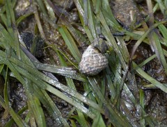 Austrocochlea porcata