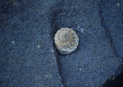 Bembicium vittatum