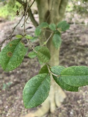 Streblus heterophyllus