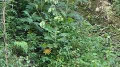 Bocconia frutescens