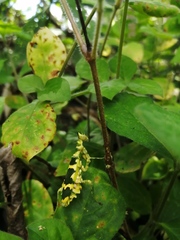 Callibia diana