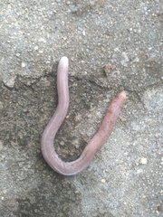 Leposternon microcephalum