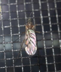 Sylvicola fenestralis