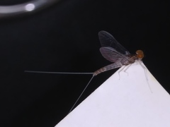 Baetis brunneicolor