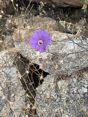 Ipomoea ternifolia