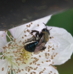 Andrena nigrocaerulea