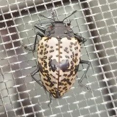 Cypherotylus annulipes