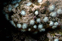 Actinothoe sphyrodeta