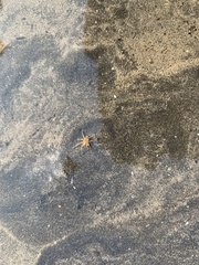 Gymnothorax undulatus