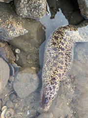 Gymnothorax undulatus