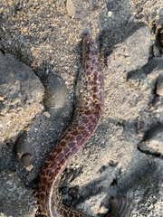 Gymnothorax undulatus