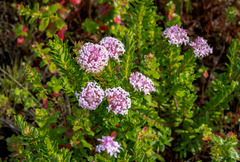 Pimelea ferruginea
